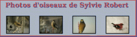 Photos d'oiseaux de Sylvie Robert